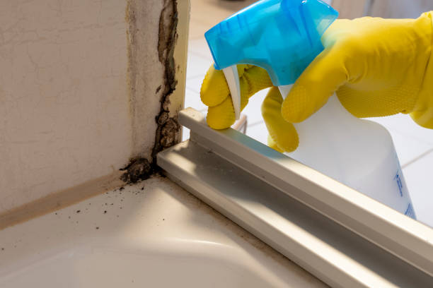 Best Fast Mold Removal  in Oakland, FL