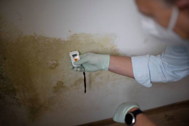 Best Black Mold Removal  in Oakland, FL