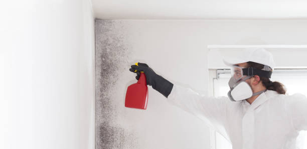 Attic Mold Removal in Oakland, FL